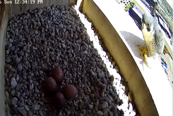 Rebecca arrives for her incubation shift