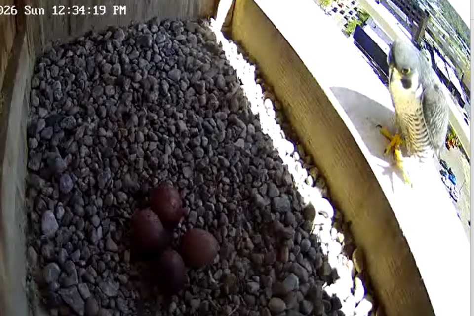 Rebecca arrives for her incubation shift