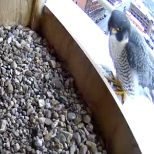 New Year 2025 Kalamazoo Falcon Rebecca