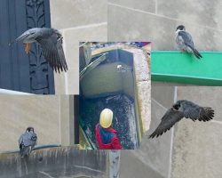 Spring cleanup at Peregrine Central