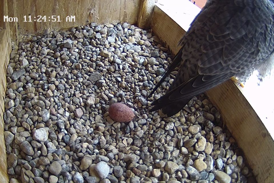 the first egg