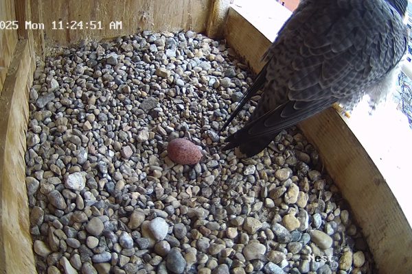 The first egg