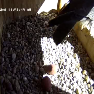 03-26-2025 Two eggs for Kalamazoo falcons