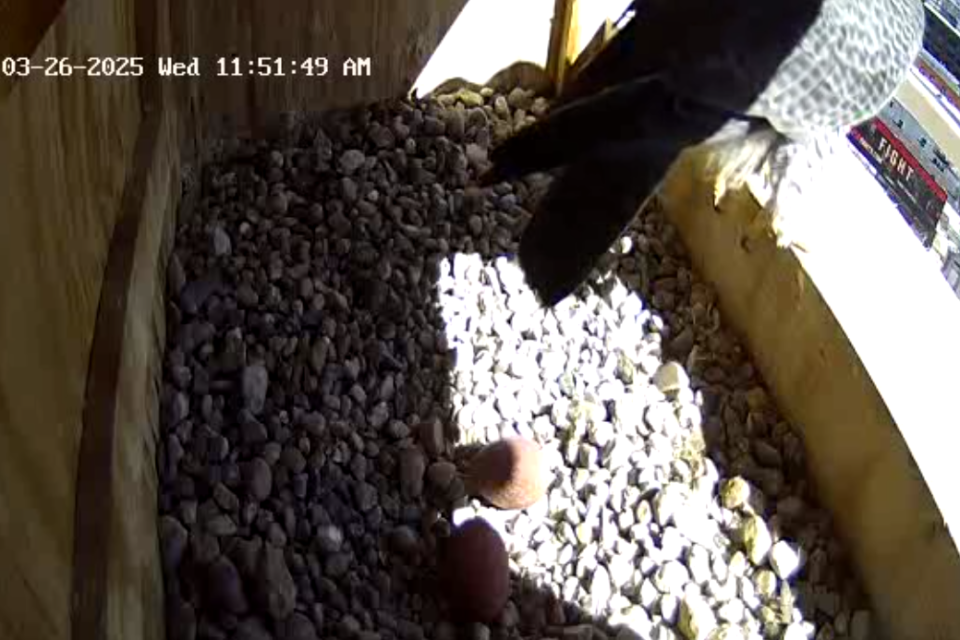 03-26-2025 Two eggs for Kalamazoo falcons