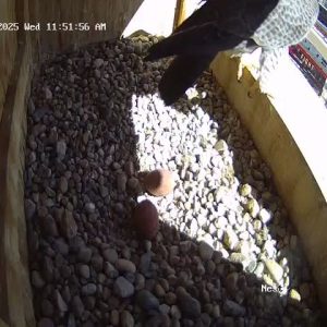 03-26-2025 second egg