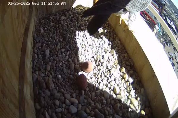 03-26-2025 second egg