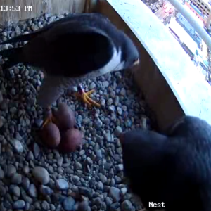 Three eggs have arrived on Mar 28, 2025