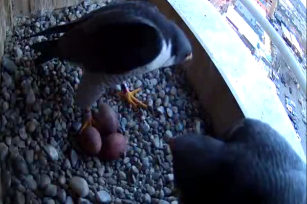 Three eggs have arrived on Mar 28, 2025
