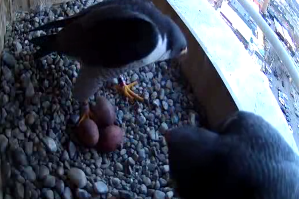 Three eggs have arrived on Mar 28, 2025