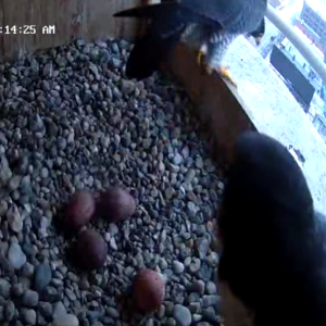 03-31-2025 The fourth egg is here