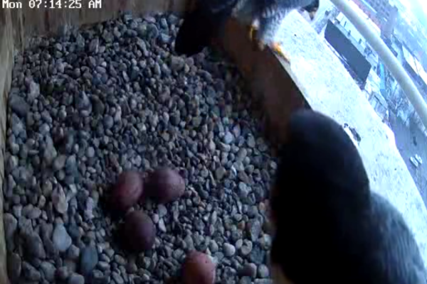 03-31-2025 The fourth egg is here