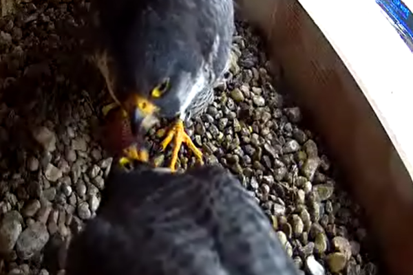 Rebecca shows Kewpee the first egg