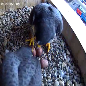 Rebecca is not ready for a break.