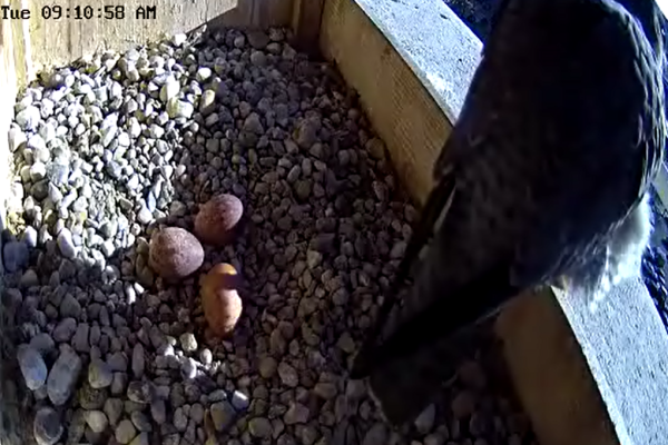 04-07-2026 The third egg is here