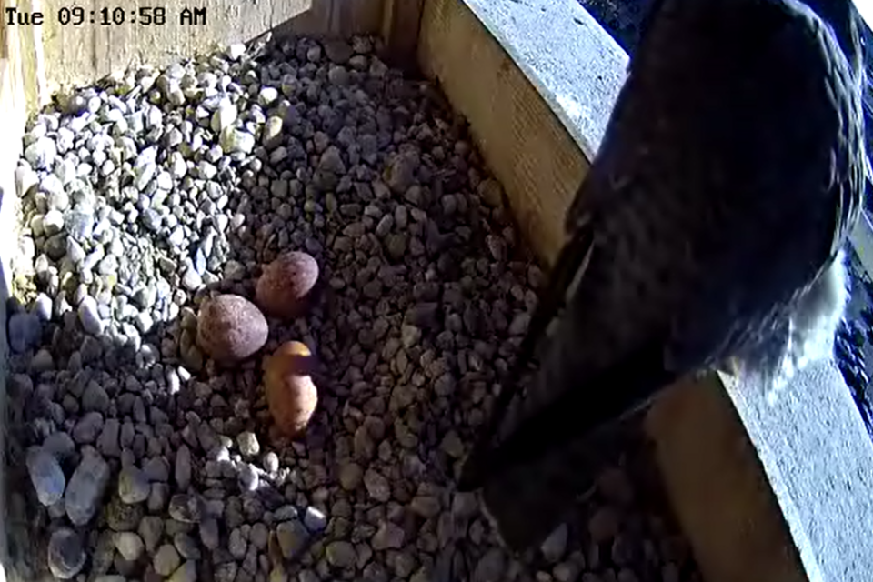 04-07-2026 third egg 04-07-2026 The third egg is here