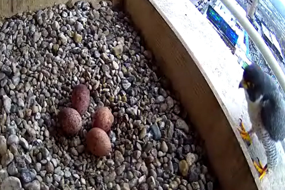 04-10-2026 fourth egg