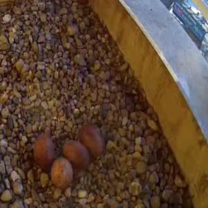 04-12-2025 Rebecca arrives to incubate the eggs