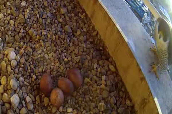 04-12-2025 Rebecca arrives to incubate the eggs