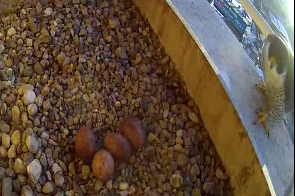 04-12-2025 Rebecca arrives to incubate the eggs