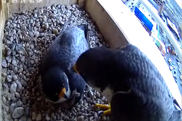 Rebecca arrives to relieve Kewpee at the nest box