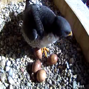 Kewpee talks to the eggs when he arrives at the nest