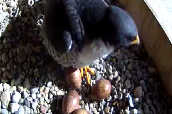 Kewpee talks to the eggs when he arrives at the nest