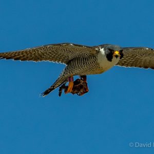 Kalamazoo Peregrine Falcons 2018