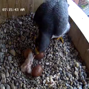05-02-2025 First chick