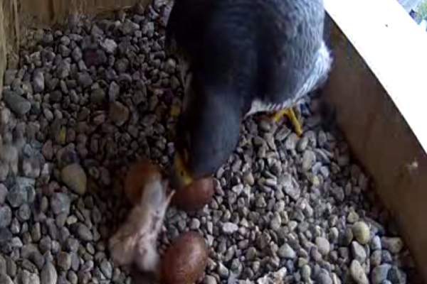 05-02-2025 First chick