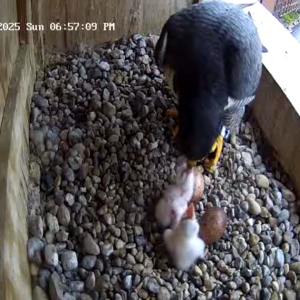 Rebecca feeds two chicks