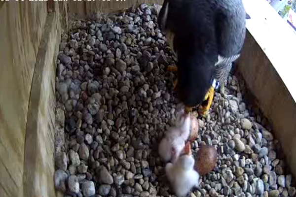 Rebecca feeds two chicks