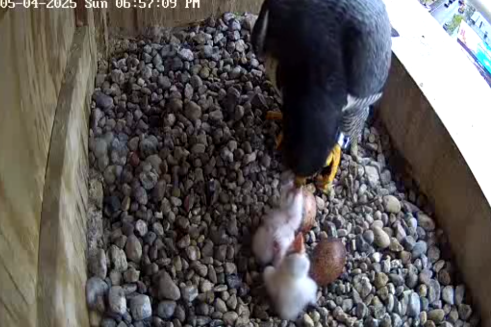 Rebecca feeds two chicks