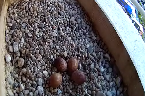 05-19-2026 four eggs