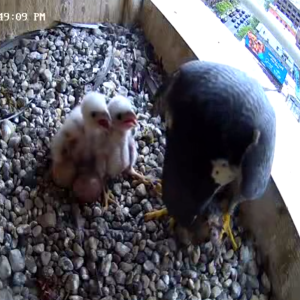 05-13-2025 Hungry chicks