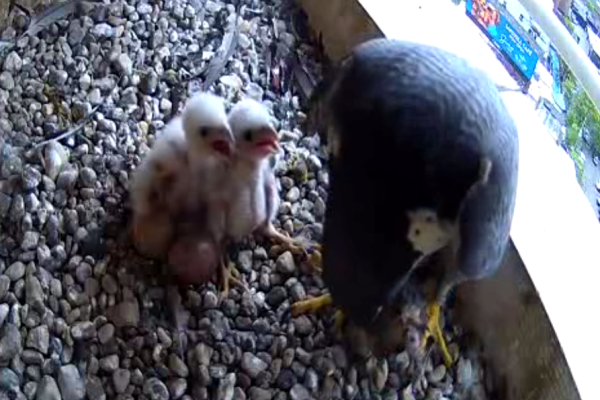 05-13-2025 Hungry chicks