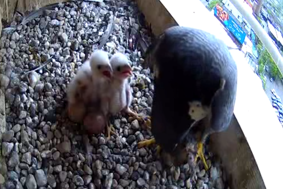 05-13-2025 Hungry chicks