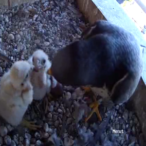 05-18-2025 Dinner time