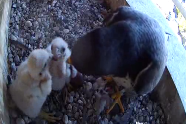 05-18-2025 Dinner time