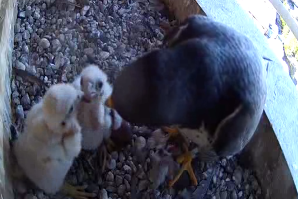 05-18-2025 Dinner time