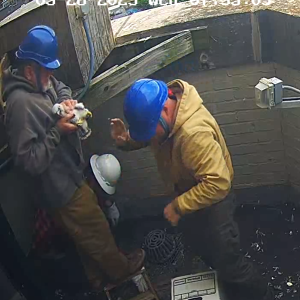 Chicks are going back into the nest box after banding