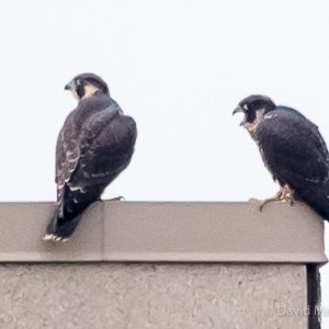 Kalamazoo Falcons 2015 Fledging