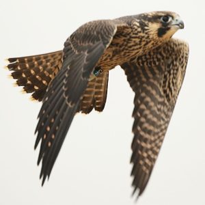 Kalamazoo Peregrine Falcons Spring / Summer 2021