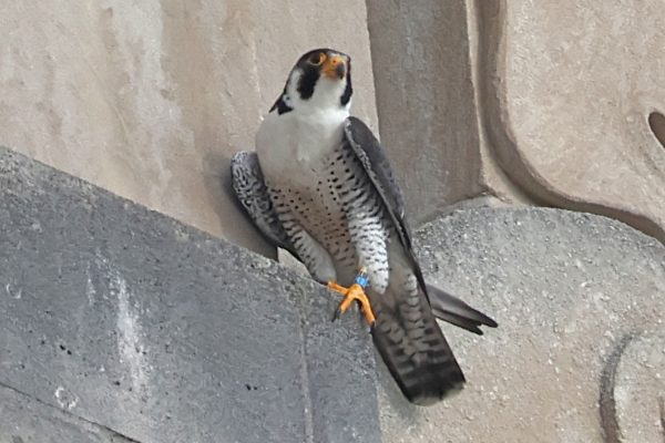 Male falcon newcomer