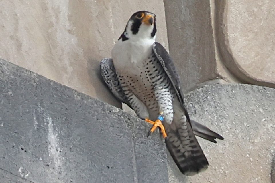 19May2026 Blue band PeFa Male falcon newcomer