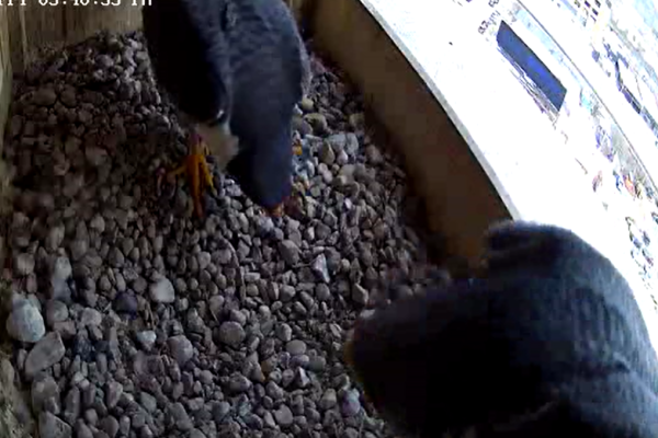 Rebecca and Kewpee discuss the timing of eggs