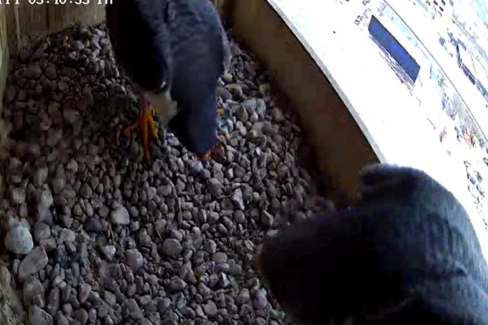 2026-03-21 No eggs yet for Rebecca and Kewpee R no eggs Rebecca and Kewpee discuss the timing of eggs