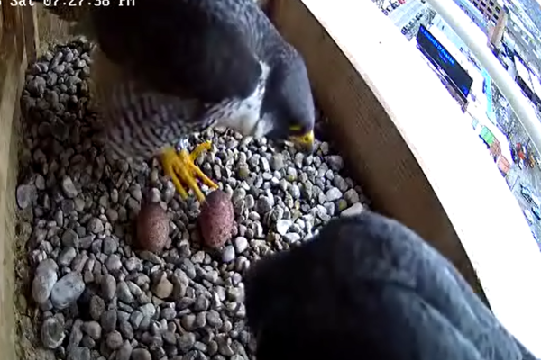 The second egg is here