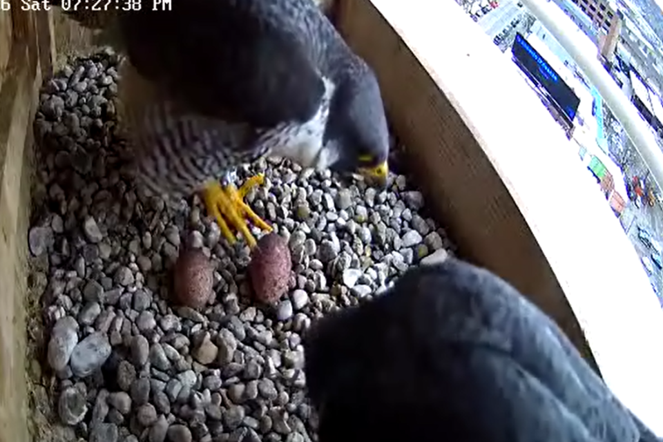 The second egg is here