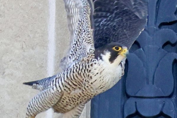 Christina the falcon