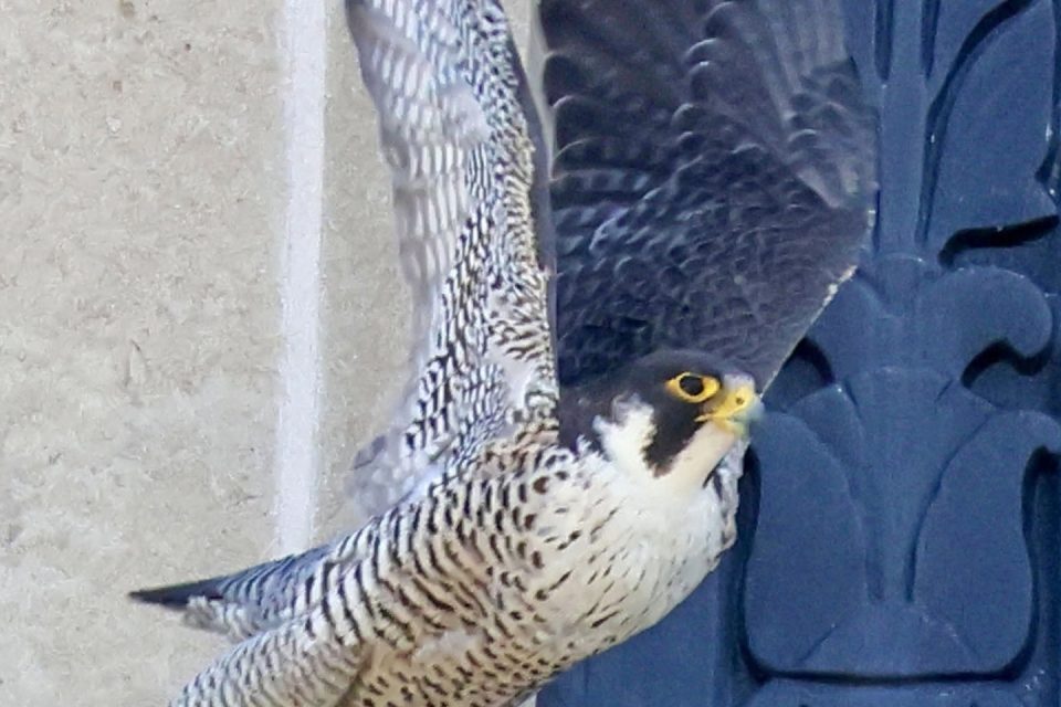 720361647_1481314110704485_5546318266397171889_n Christina the falcon